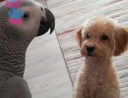 Barney 7 Aylık Erkek Toy Poodle