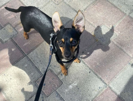 Minyatür Pinscher 11 Aylık Dişi Eş Arıyor - 6932