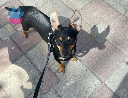 Minyatür Pinscher 11 Aylık Dişi Eş Arıyor