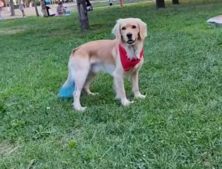 Golden Retriever Oğlumuz Sherlock İçin Eş Arıyoruz - 6938