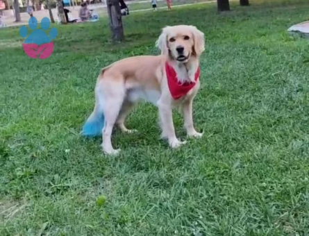 Golden Retriever Oğlumuz Sherlock İçin Eş Arıyoruz