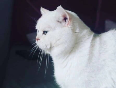 SAFKAN British Shorthair Tecrübeli Oğlumuz - 6