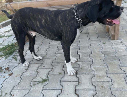 Kırma 1.5 Yaşında Erkek Köpeğimize Eş - 7003