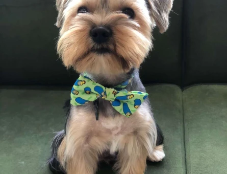 Yorkshire Terrier Oğlumuz Peanut İçin Eş Arıyoruz - 7047