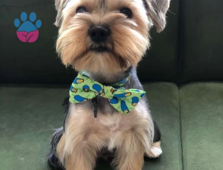 Yorkshire Terrier Oğlumuz Peanut İçin Eş Arıyoruz