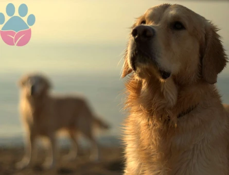 Golden Retriever Paşamıza Uygun Eş Aranıyor - 7055