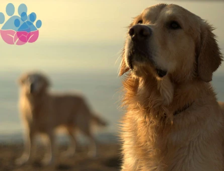 Golden Retriever Paşamıza Uygun Eş Aranıyor