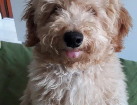 Toy Poodle Oğluma Eş Arıyorum 1 Yaşında - 7132