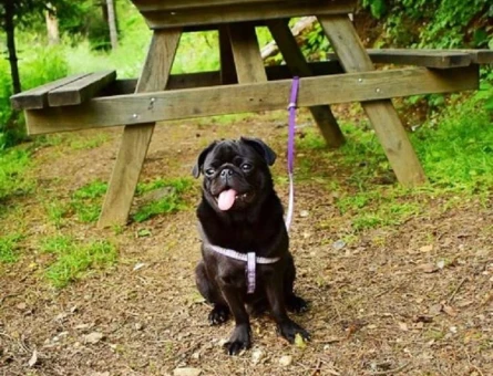 Pug Mops 1 Yaşında Erkek Kızgınlık Döneminde - 7196