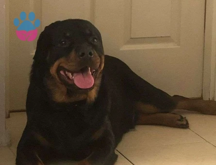 Rottweiler 3 Yaşındaki Oğluma Eş Arıyorum