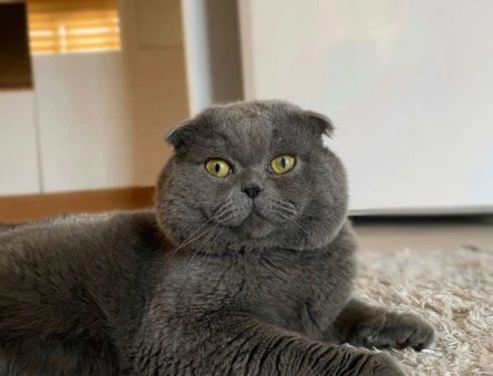 Scottish Fold 3 Yaşında Ayı Surat Oğlum Eş Arıyor - 720