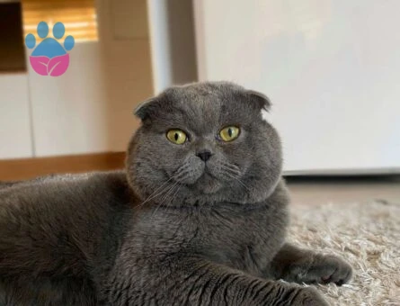 Scottish Fold 3 Yaşında Ayı Surat Oğlum Eş Arıyor