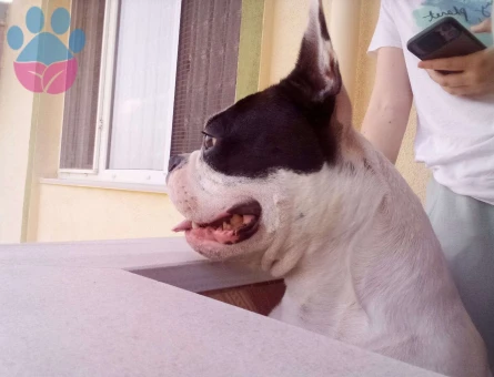 French Bulldog 3 Yaşında Oğlumuz İçin Eş Arıyoruz - 7262