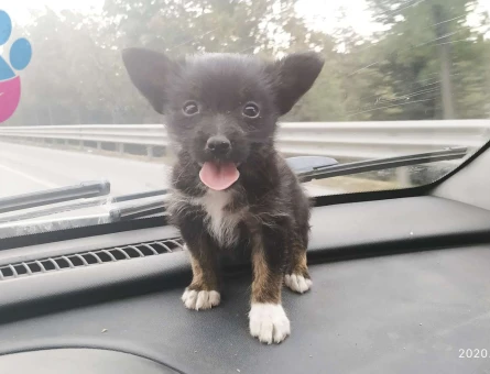 Chihuahua Dişi 1 Yaşında Eş Arıyoruz - 7293