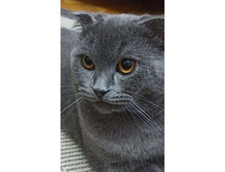 Scottish Fold 2 Yaşında Oğluma Eş Arıyorum - 732