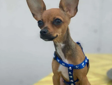 Minyatür Pinscher Cinsi Oğluma Eş Arıyorum - 7363