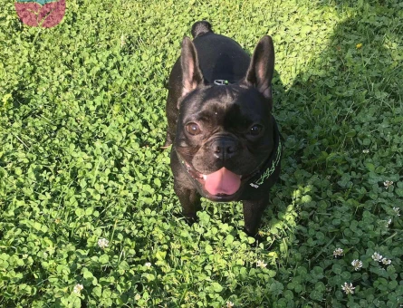 Safkan French Bulldog Oğluma Eş Arıyorum - 7410