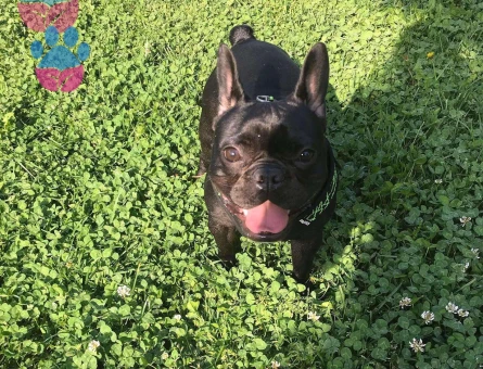 Safkan French Bulldog Oğluma Eş Arıyorum