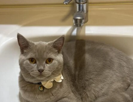 British Shorthair Medi Beye Eş Arıyoruz - 749