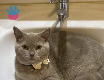 British Shorthair Medi Beye Eş Arıyoruz