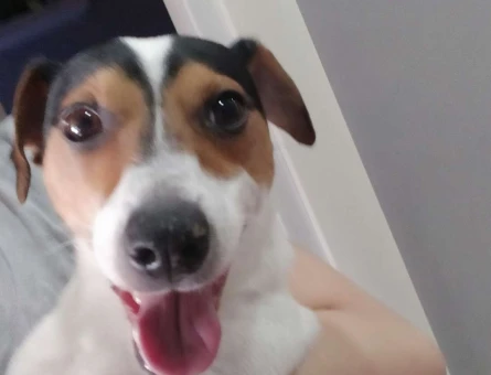 Jack Russell Cinsi Köpeğime Dişi Bir Eş Arıyorum - 7520