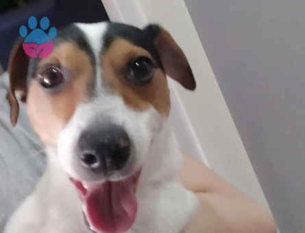 Jack Russell Cinsi Köpeğime Dişi Bir Eş Arıyorum