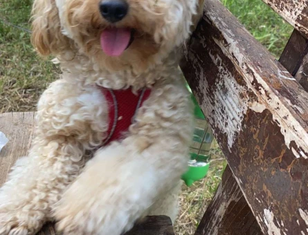 Toy Poodle Oğlumuz Kaju Eş Arıyor - 7637