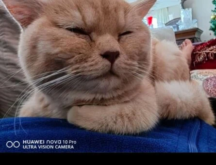 British Shorthair 10 Aylık Oğlum Eş Arıyor - 767
