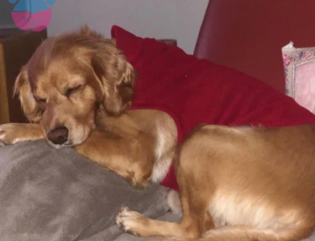 Golden Cooker Retriever Oğlum İçin Eş Arıyorum - 7712