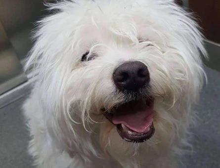 2 Yaşında Maltese Terrier Oğluma Eş Arıyorum - 7757