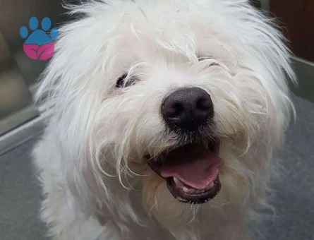 2 Yaşında Maltese Terrier Oğluma Eş Arıyorum