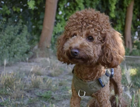 Dişi Poodle Eş Adayları Arıyoruz - 7772