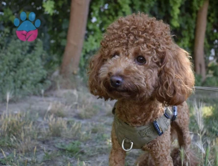 Dişi Poodle Eş Adayları Arıyoruz