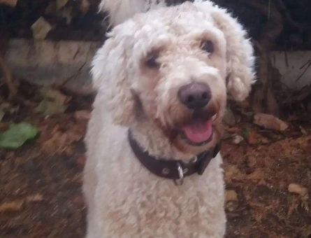 Toy Poodle Cinsi Oğluma Eş Arıyorum - 7889