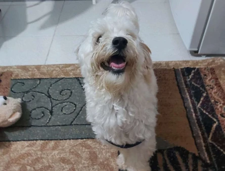 Maltipoo Cinsi Oğluma Prenses Arıyoruz - 7899