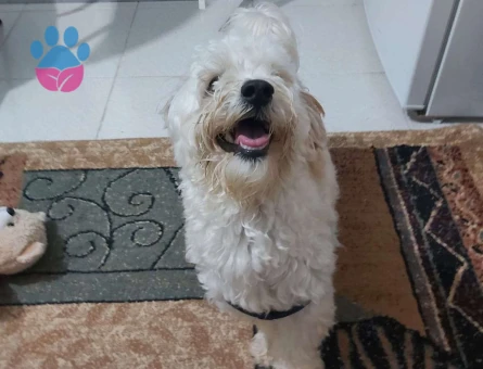 Maltipoo Cinsi Oğluma Prenses Arıyoruz