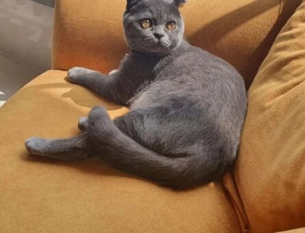 Scottish Fold Oğlumuza Gelin Adayı Arıyoruz - 7906