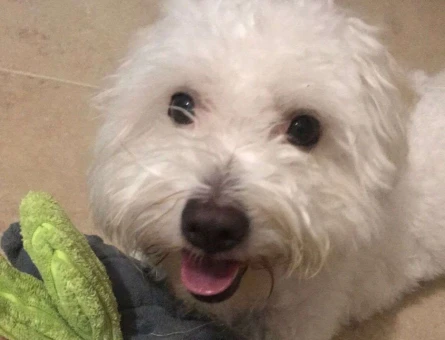 Maltese Terrier Oğluma Eş Arıyorum - 7907