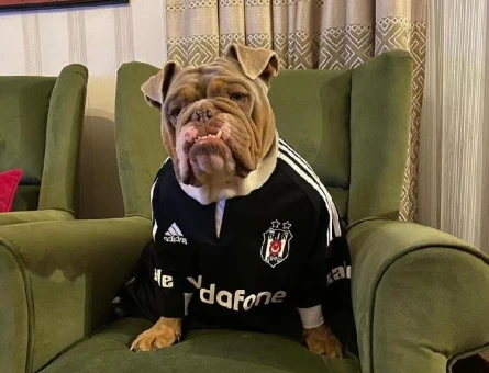 İngiliz Bulldog Yogi Oğluşa Eş Arıyoruz - 7917