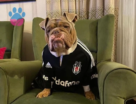 İngiliz Bulldog Yogi Oğluşa Eş Arıyoruz