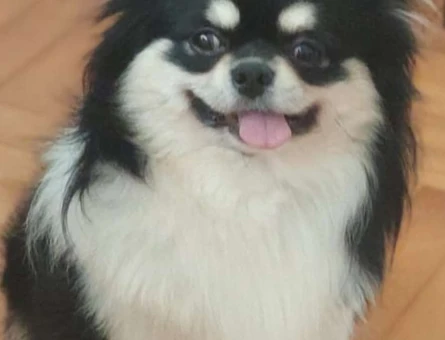 Chihuahua 2.5 Yaşında Oğluma Eş Arıyorum - 791