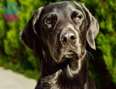 2 Yaşında Labrador Cinsi Oğluma Eş Arıyorum - 7936