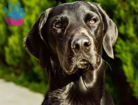 2 Yaşında Labrador Cinsi Oğluma Eş Arıyorum