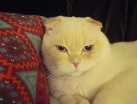 Scottish Fold Redpoint Oğlumuz İçin Eş Arıyoruz - 795