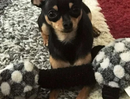 Minyatür Pinscher Ollie Oğluma Eş Arıyoruz - 7969