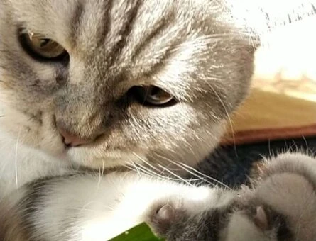British Shorthair 9 Aylık Kedime Gelin Adayı Aranmakta - 796