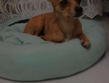 Minyatür Pinscher Güzel Kızıma Damat Arıyoruz - 7990