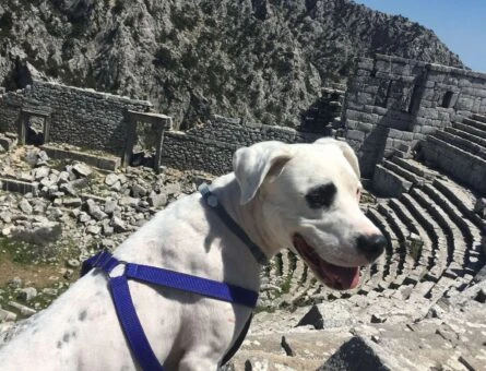 Dogo Argentino Yakışıklı Oğluma Eş Arıyoruz - 8019