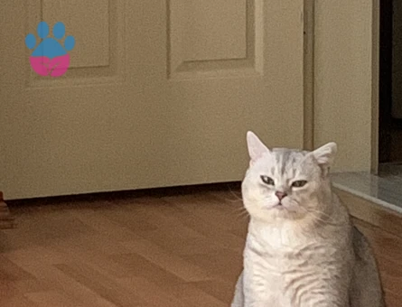 British Shorthair Oğlumuza Dişi Eş Arıyoruz