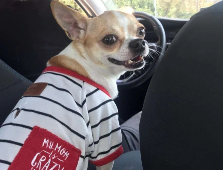 Chihuahua Cinsi Oğluma Eş Arıyoruz - 8120